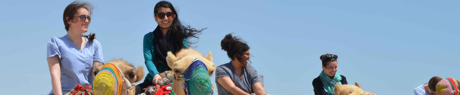 Students riding camels in Qatar on a sunny day.