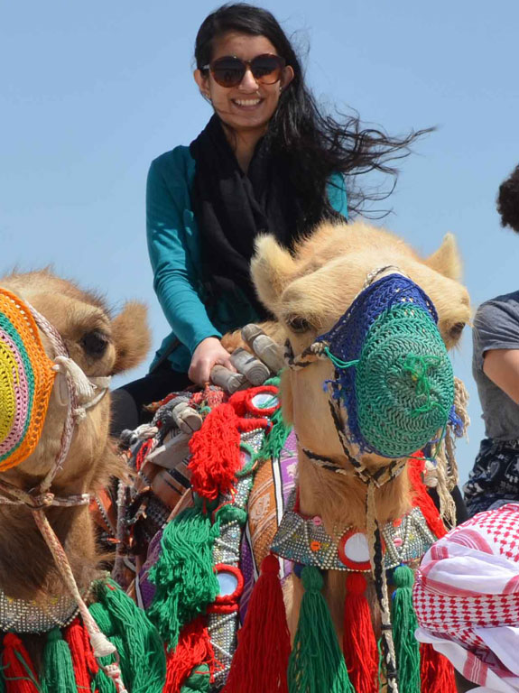 Students riding camels in Qatar on a sunny day.