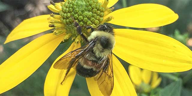 Closeup image of a bee on a yellow flower.