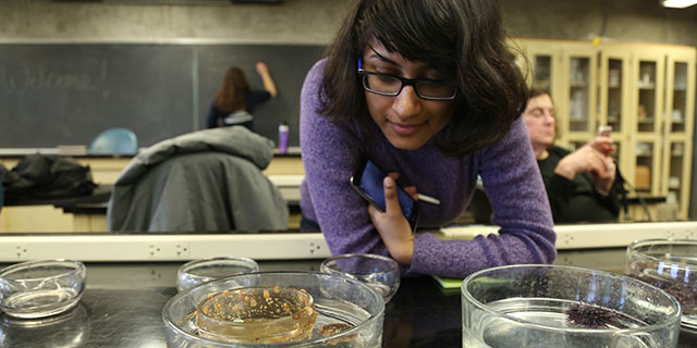 Student looking at petri dish with specimens in them.