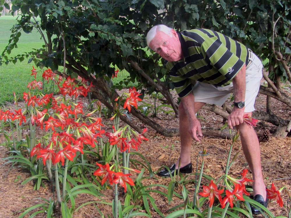 Bob Mulholland stands in a yard and tends to red amaryllis flowers. 
