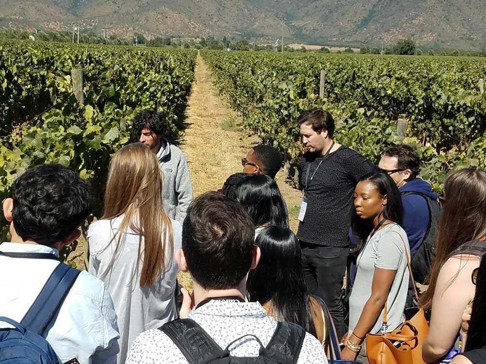 Students walk in a vineyard to learn about it for their innovation project