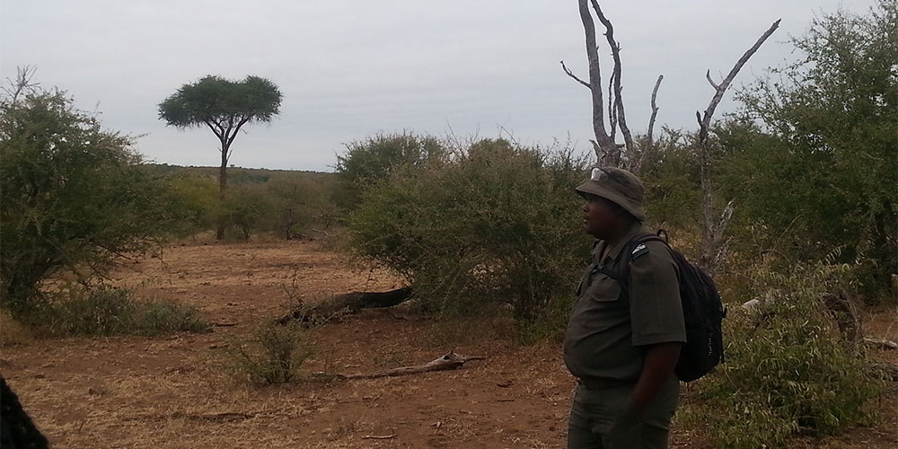 Rangers leading a tour of Medill students in Kruger Animal Park in South Africa.